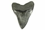 Fossil Megalodon Tooth - Foot Shark! #254580-2